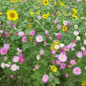 Meet your Posher, Kyung ok